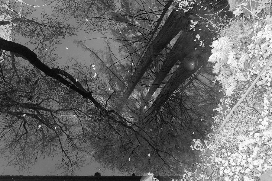Infrared Photo of Trees Reflected in Stream.